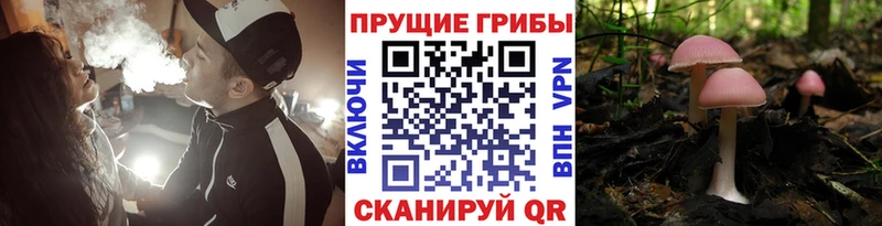 Галлюциногенные грибы GOLDEN TEACHER  мега рабочий сайт  Макушино  мориарти официальный сайт  купить  